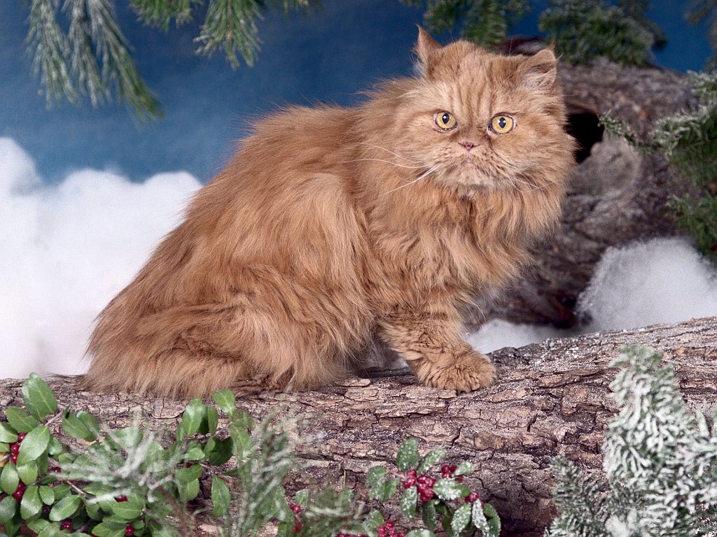 Seymour, Red Tabby Classic Persian